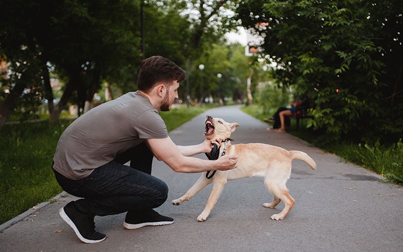 A man crouching to pet a light brown dog with its mouth open wide and teeth showing, on a paved path.