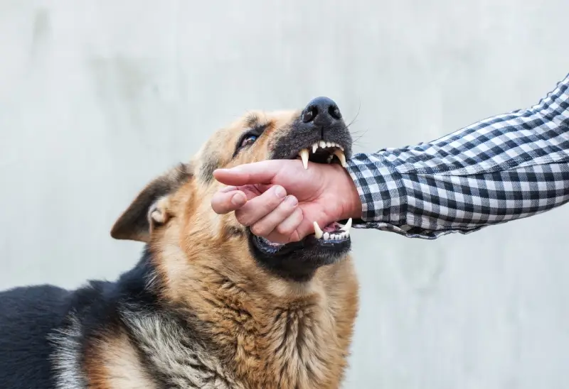 A dog biting a person